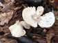 Óriás tölcsérgomba (Infundibulicybe geotropa), Budai-hegység